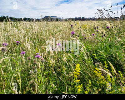 Trumpington Meadows, a new Country Park and housing development on the outskirts of Cambridge UK Stock Photo