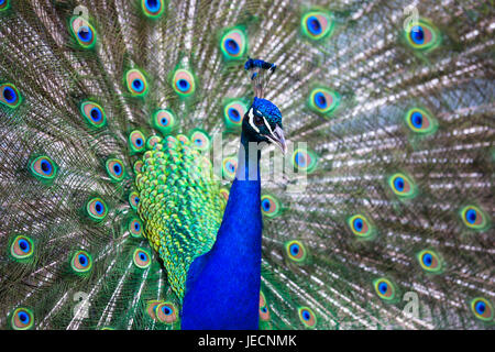 Splendid peacock with feathers out (Pavo cristatus) (shallow DOF; color toned image) Stock Photo