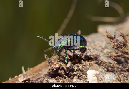 Leaf beetle, Stock Photo