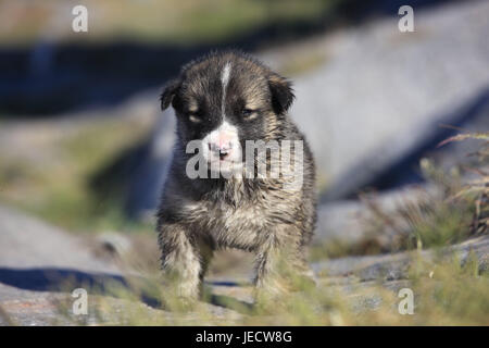 sled dog, puppy, run, Northern Greenland, animal, mammal, husky, dog, young animal, animal child, nicely, small, sweetly, fleecily, blur, Greenland, Uummannaq, Stock Photo