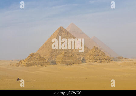 Bleed on camel before the pyramids of Gizeh, Egypt, Africa, Stock Photo