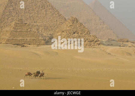 Bleed on camels before the pyramids of Gizeh, Egypt, Africa, Stock Photo