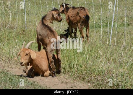 Baby kiko goat standing on top of patient resting mother goat in pasture Stock Photo