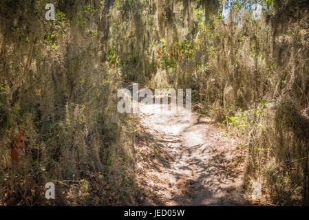 Thick Spanish moss along a hiking and biking trail at Fort Clinch State Park in Fernandina Beach, Florida on Amelia Island. (USA) Stock Photo