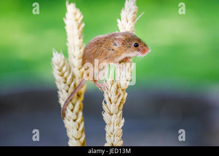 British wildlife: Eurasian harvest mouse (Micromys minutus) climbing on an ear of wheat, British Wildlife Centre, Newchapel, Lingfield, Surrey, UK Stock Photo