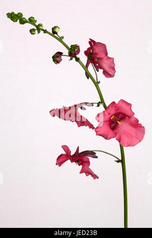 Close-up image of Diascia 'Ruby field' against a pink background Stock Photo