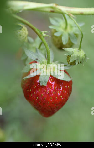 strawberries growing Stock Photo