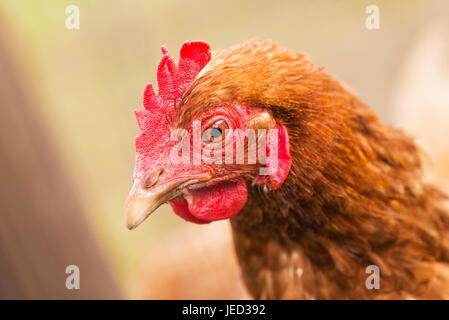 A red domestic chicken in the garden with copy space. Stock Photo