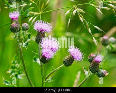 Close up of a wild blue milk thistle plant with four flower heads, growing in Nottinghamshire Stock Photo
