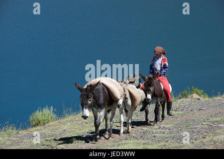 Boy riding donkey with two pack donkeys Katse Reservoir Thaba-Tseka District Lesotho Southern Africa Stock Photo