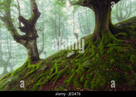 Beech roots in a foggy day Stock Photo