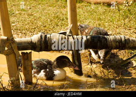 Ducks drinking water from hole in a pipe Stock Photo