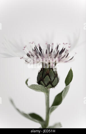 Close up study of Centaurea montana 'Alba' Stock Photo