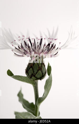 Close up study of Centaurea montana 'Alba' Stock Photo