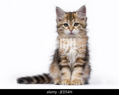 Black tabby Siberian Forest cat / kitten sitting isolated on white background facing camera Stock Photo