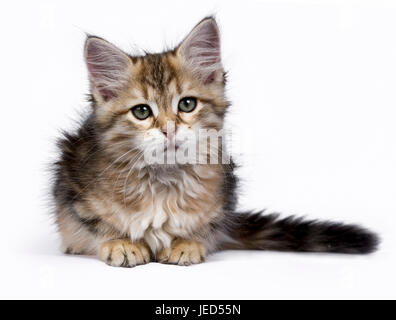 Black tabby Siberian Forest cat / kitten laying isolated on white background looking to the side Stock Photo