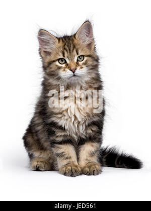 Black tabby Siberian Forest cat / kitten sitting isolated on white background looking to the side Stock Photo