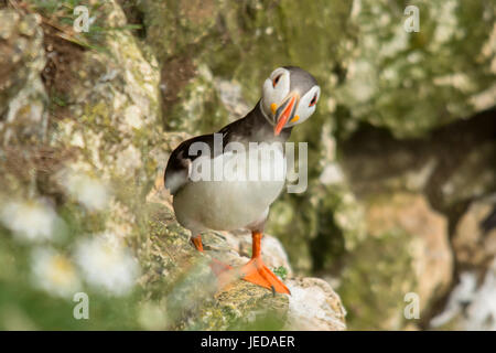 Bempton East Yorkshire June 23th 2017: Windy day with showers for wildlife and visiting bird watchers to see the Puffin a listed red book bird, at Bempton cliffs. Clifford Norton/Alamy Live News Stock Photo