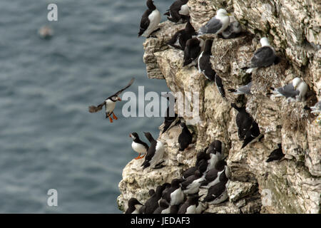 Bempton East Yorkshire June 23th 2017: Windy day with showers for wildlife and visiting bird watchers to see the Puffin a listed red book bird, at Bempton cliffs. Clifford Norton/Alamy Live News Stock Photo