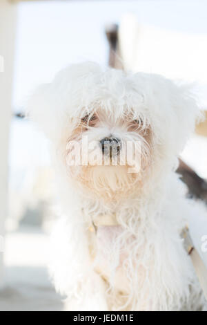 maltese on the beach Stock Photo