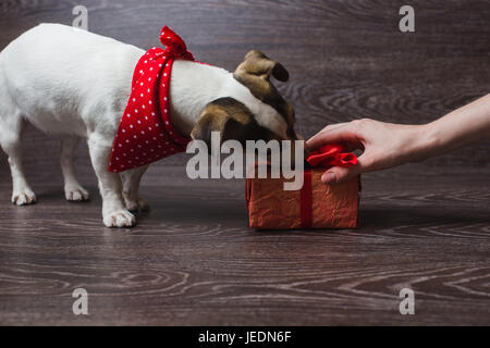 The dog is sniffing festive gift box. Dark wooden background. Dog in a trendy red bandana. Dog with festive gift box. Stock Photo