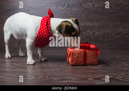 The dog is sniffing festive gift box. Dark wooden background. Dog in a trendy red bandana. Dog with festive gift box. Stock Photo