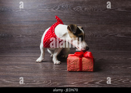 The dog is sniffing festive gift box. Dark wooden background. Dog in a trendy red bandana. Dog with festive gift box. Stock Photo