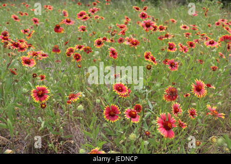 Field full of Indian Blanket flowers during spring in Texas Stock Photo