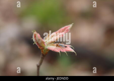 Little bug on a budding leaf in selective focus Stock Photo