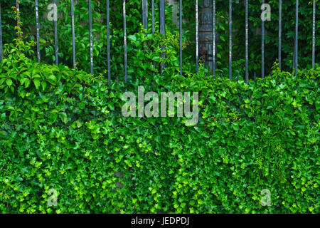 Lush brilliant green ivy vine crawl up a iron fence Stock Photo