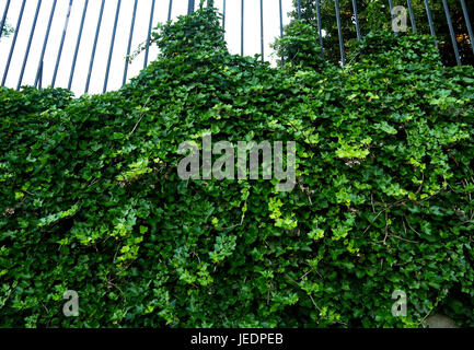 Lush brilliant green ivy vine crawl up a iron fence Stock Photo
