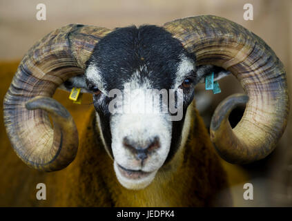 Agriculture, Sheep: Portrait of a  Blackface Ram at the Royal Highland Show, Ingliston, Edinburgh. Stock Photo