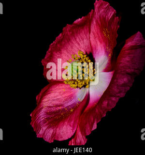 Floral fine art macro portrait of a dark purple flowering isolated single Iceland Poppy blossom on black background Stock Photo