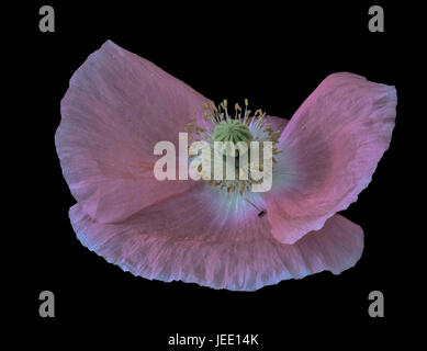 Floral fine art macro portrait of a pink flowering isolated single Iceland Poppy blossom on black background in still life style Stock Photo