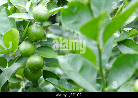 Lime tree with fruits closeup select focus. Raw materials of food Thailand. Stock Photo