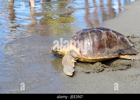 Loggerhead Sea Turtle (Caretta caretta) released back into the wild