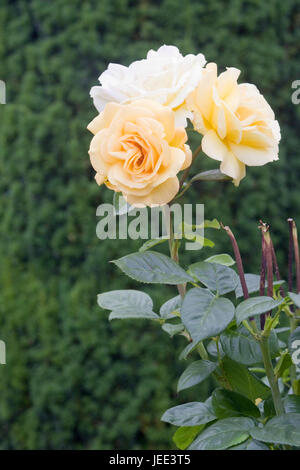 yellow roses in a garden Stock Photo