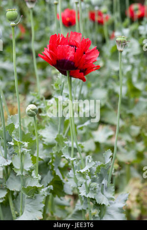 Oriental Poppy Beauty of Livermere - Papaver orientalis Stock Photo