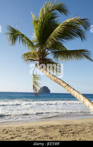 Martinique, sandy beach and palm, Stock Photo