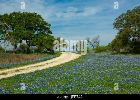 Spring bluebonnets of Texas Hill country. USA Stock Photo