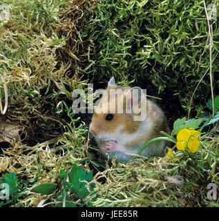 Syrian golden hamster, Mesocricetus auratus,