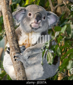 Koala, Phascolarctos cinereus, little men, sit, branch, Stock Photo