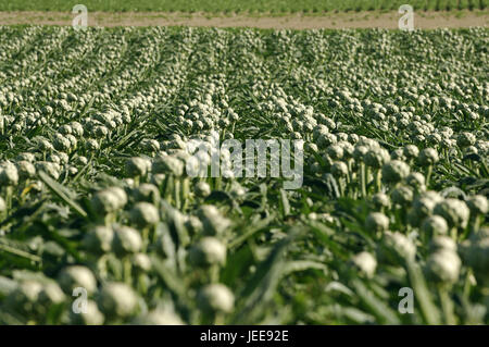 Artichoke field, Brittany, France, Stock Photo