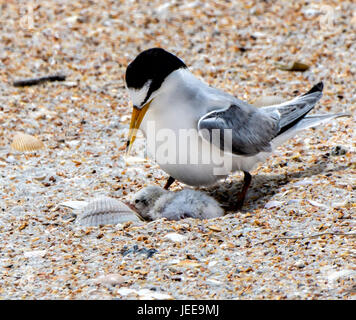 Least terns flying over St.Augustine Beach. Flying in pairs dancing in the air or some guarding their nest buried in the beach sand. Stock Photo