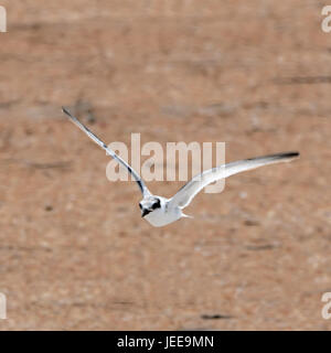 A Least Tern flying at me because without knowing I was to close to its nest, I had to duck quickly. They build their nest in the beach sand Stock Photo