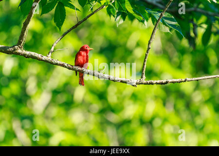 A Summer Tanager, Piranga rubra, perched on a tree limb at the Notrebes Bend Recreation Area along the Arkansas River, summer 2017 Stock Photo