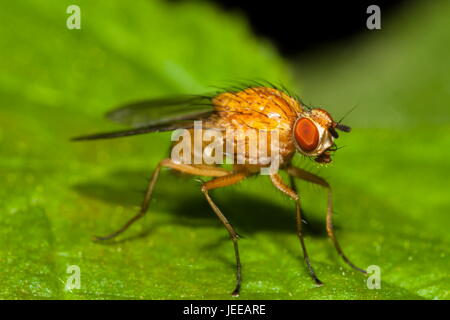 A fly (possibly Scathophaga family) lands on a leaf in a hedgerow Stock Photo