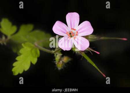 Herb Robert (Geranium robertianum) flower close-up Stock Photo