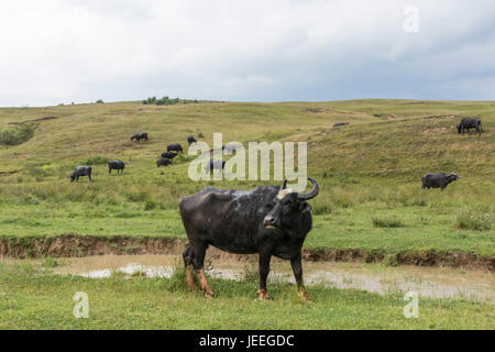 A herd of buffaloes in the countryside of the Maramures region Stock Photo