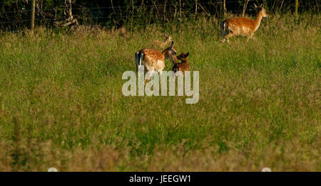 Fallow deer, does with their baby fawns hidden in the long grass Stock Photo